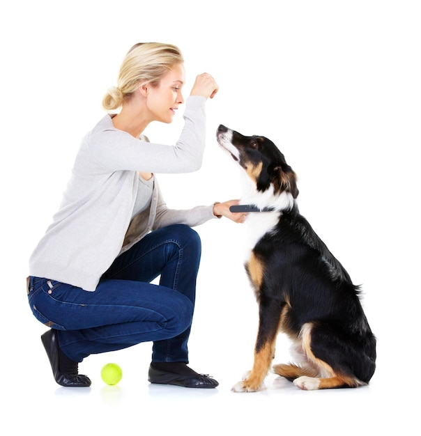 Dog woman and reward with tennis ball in studio for training learning and focus by white background Trainer dog training and pet animal for teaching love and care while isolated with dog food