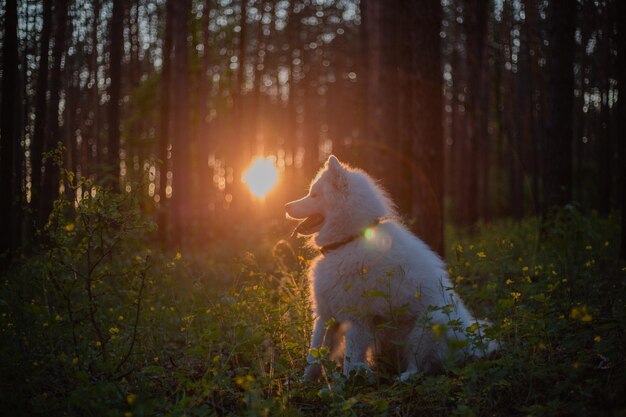 Photo a dog in the woods with the sun behind it