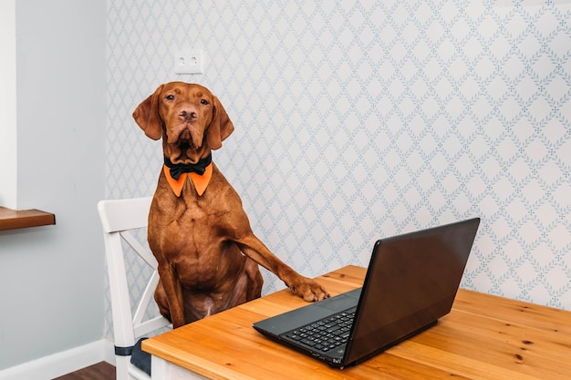 dog working at laptop at home