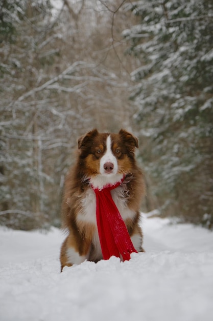 Dog wrapped in warm red knitted scarf sitting in snow in park Brown Australian Shepherd on walk