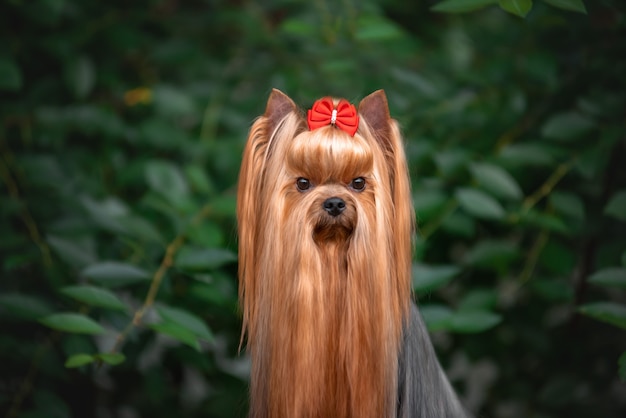 Dog Yorkshire Terrier lying on the grass. Beautiful grooming