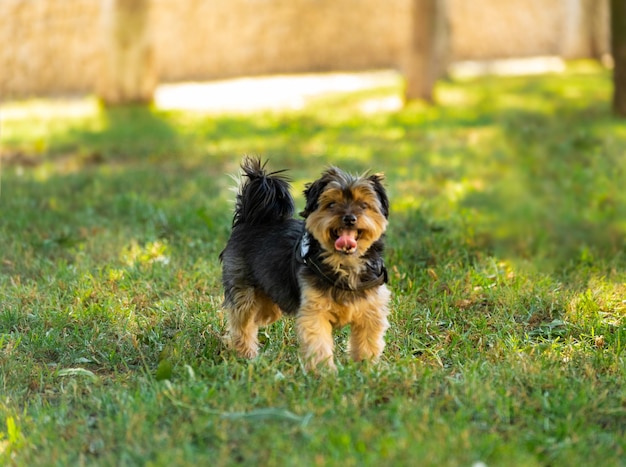 Doggie on the grass in the park