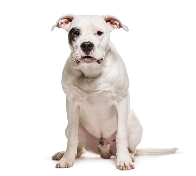 Dogo Argentino