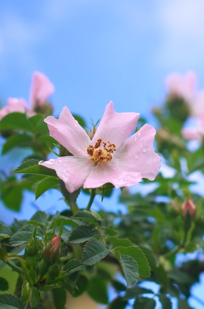 Dogrose flower and water drops