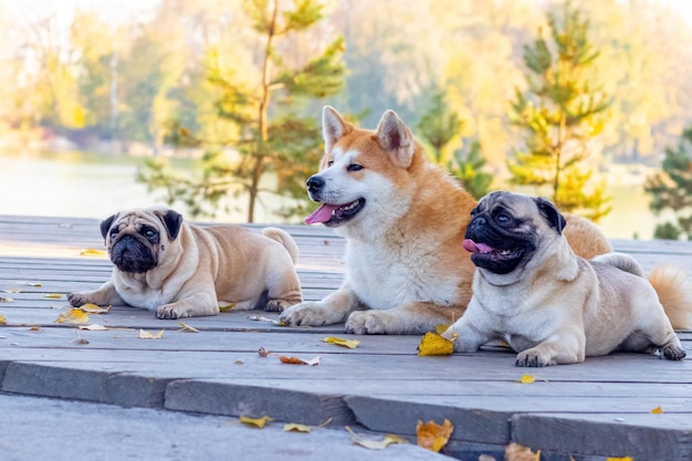 Dogs of breed Akita and pug in the park on a wooden latform near the lake in sunny autumn weather