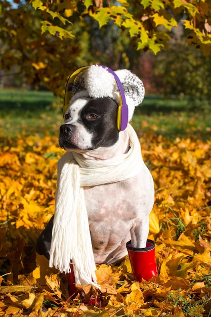 Dogs dressed in hats with a scarf Listening to music with headphones on a walk Bright golden autumn funny beautiful dogs in outfits