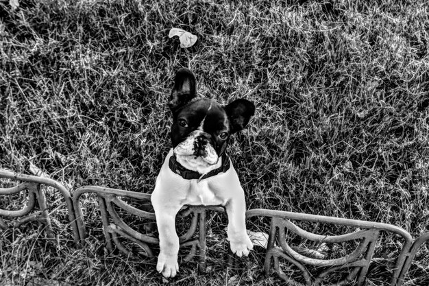 Photo dogs on grassy field