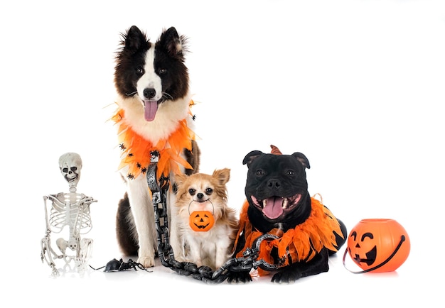 Dogs and halloween