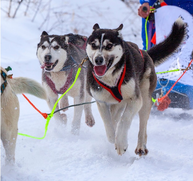 The dogs in harness pulling a sleigh competitions in winter