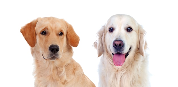 Dogs isolated on white background