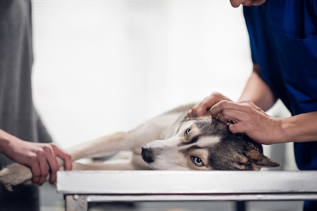 The dogs owner holds her pet, while the vet is checking its ears. Isolated on white.