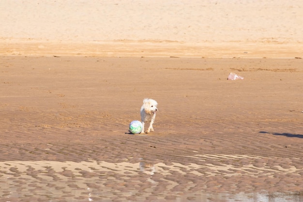 dogs playing on the beach in summer