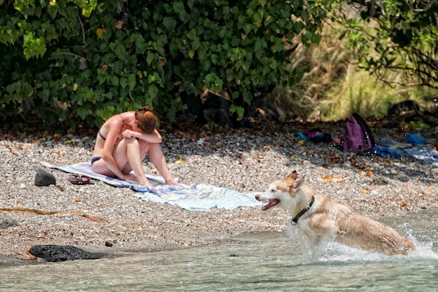 Dogs playing on the beach