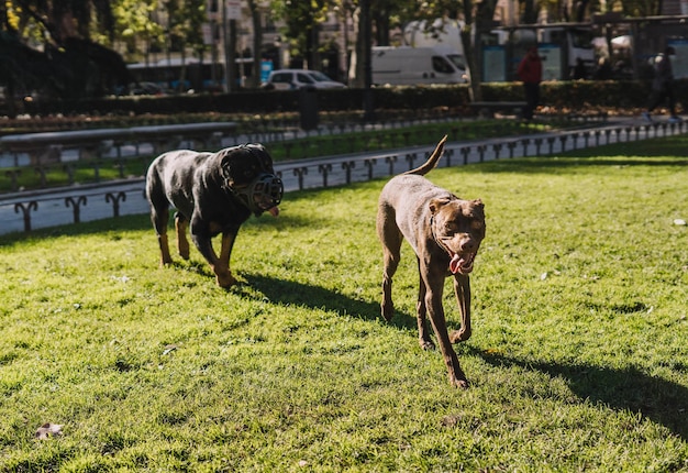 Dogs playing happily in the park