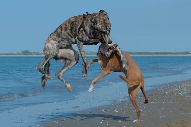 Dogs playing wrestling at the seashore