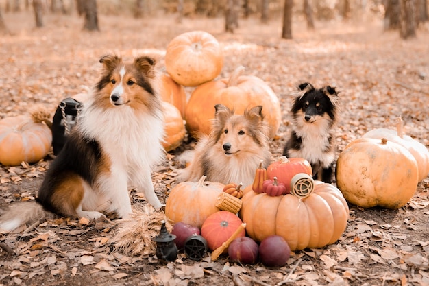 Dogs and pumpkins in a field with a sign that says'dog's '