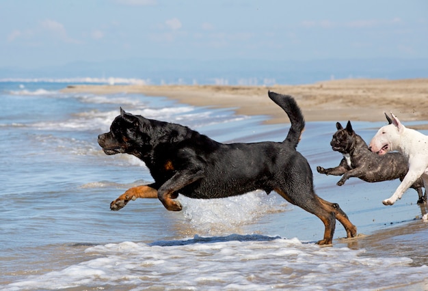 dogs running on the beach