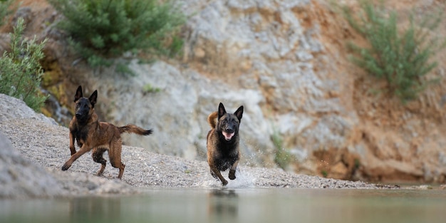 Dogs running into the lake water