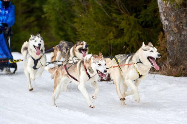 Photo dogs running on snow covered landscape