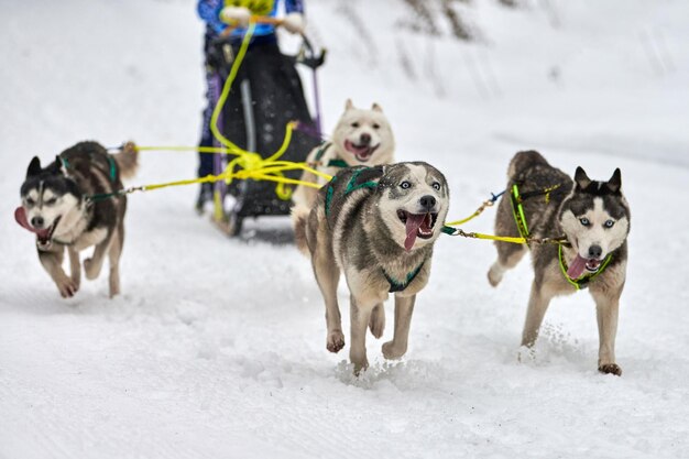 Photo dogs running in snow