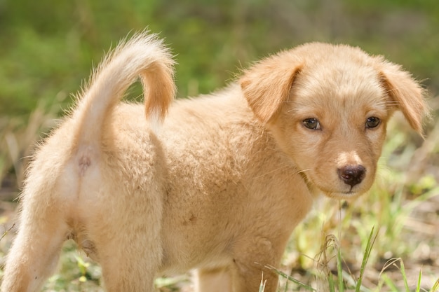 Dogs strolling On the lawn