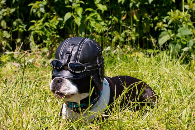 Dogs on a walk in funny hats Outdoors