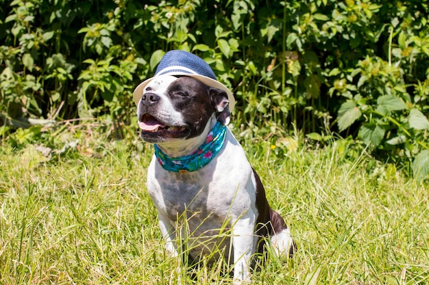 Dogs on a walk in funny hats Outdoors