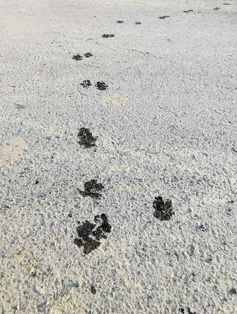 The dogs wet footprints on the rough cement floor moving footprints