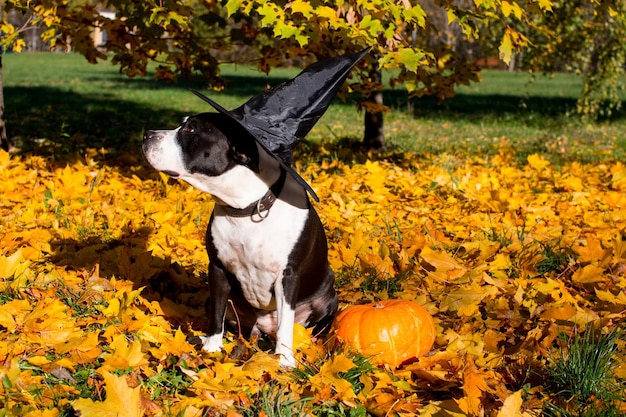 Dogs in witch hats with a pumpkin on a background of yellow leaves Halloween Celebration