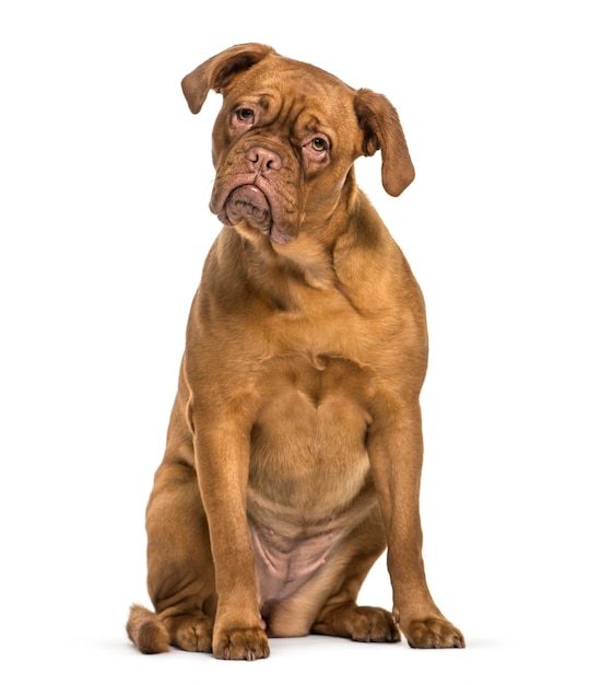 Dogue de Bordeaux sitting in front of white background