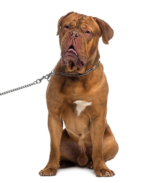 Dogue de Bordeaux sitting and wearing a chain dog leash