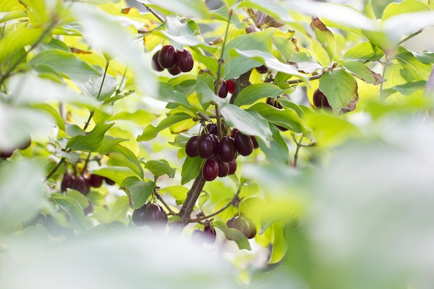 Dogwood berry on a tree