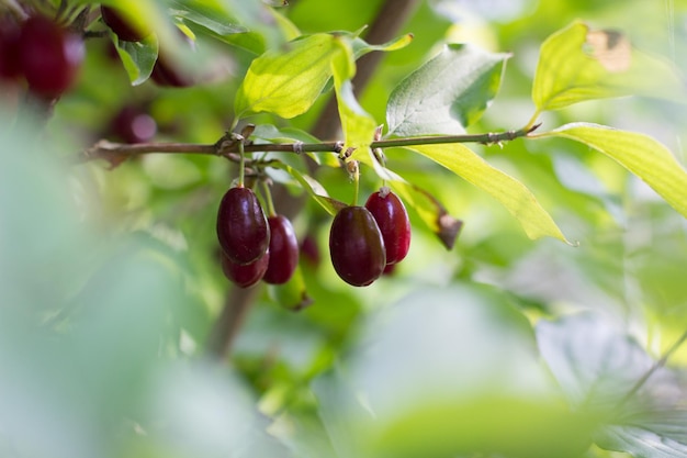 Dogwood berry on a tree