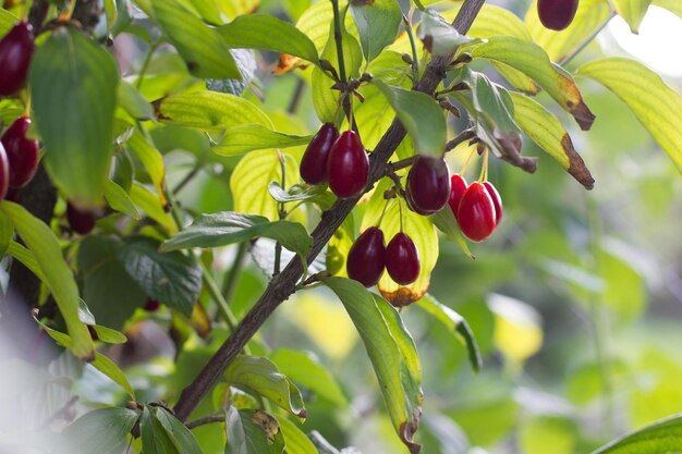 Dogwood berry on a tree