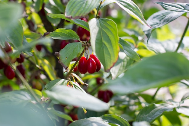 Dogwood berry on a tree