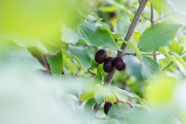 Dogwood berry on a tree