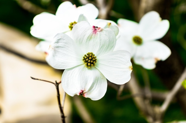 Dogwood flowers in spring Beautiful white Dogwood blossoms up close Delicate natural beauty outdoors Decorative flower bush in springtime