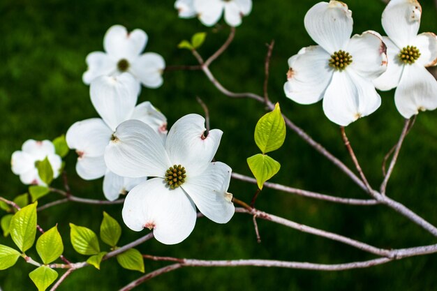 Dogwood flowers in spring Beautiful white Dogwood blossoms up close Delicate natural beauty outdoors Decorative flower bush in springtime