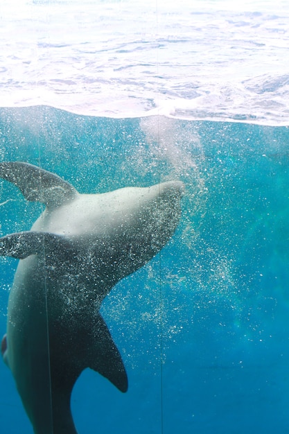 a dolphin in the aquarium