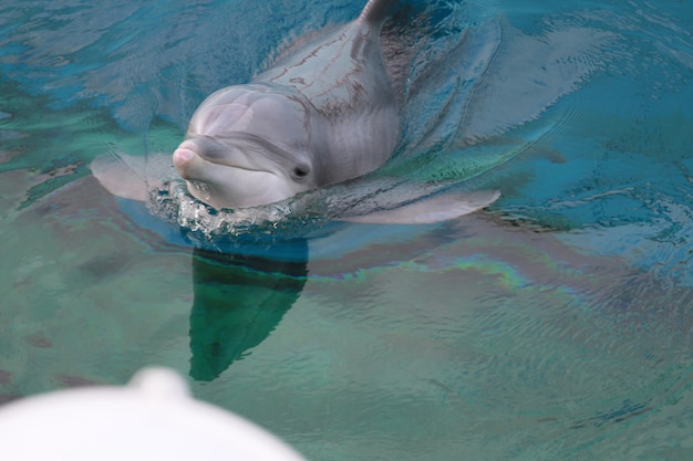 dolphin at aquarium