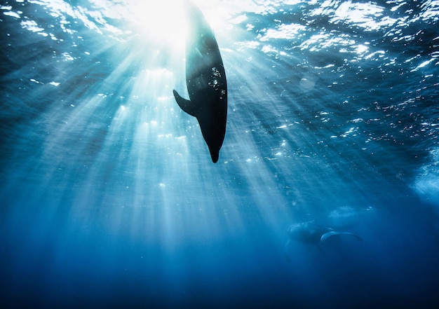 Dolphin Delphinidae mammal swimming in tropical underwaters Silhouette Dolphin in underwater wild animal world