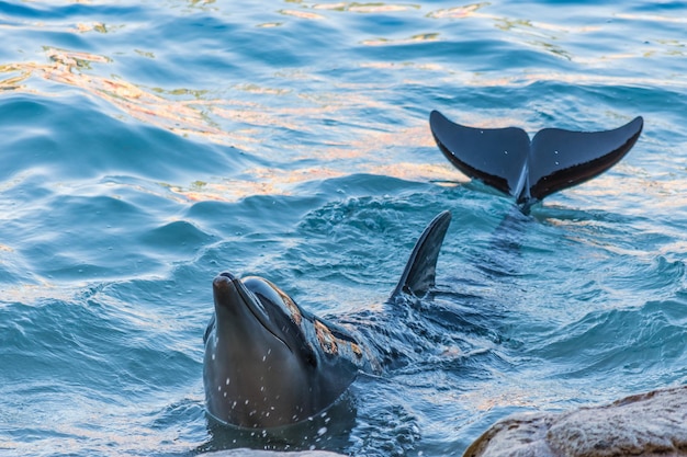 Dolphin looking out of clean water