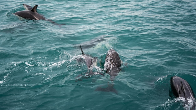 Dolphin In New Zealand