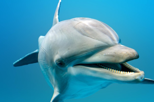 Dolphin smiling eye close up portrait detail