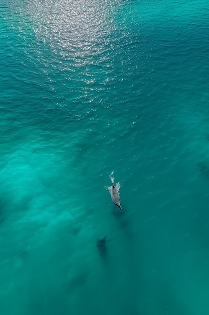 A dolphin swimming in the ocean