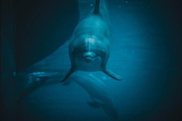 Dolphin swimming in a pool