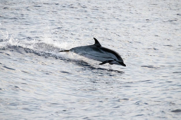 Dolphin while jumping in the deep blue sea