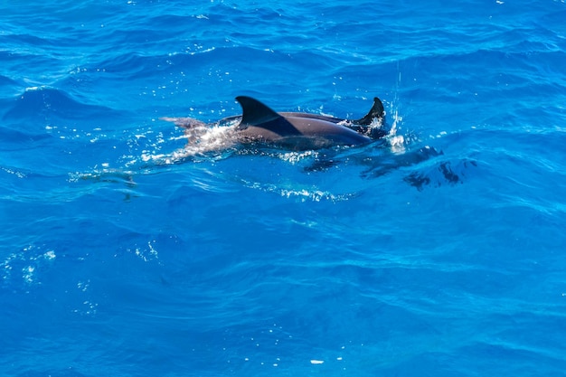 Dolphins in Red sea not far from the Hurghada city Egypt