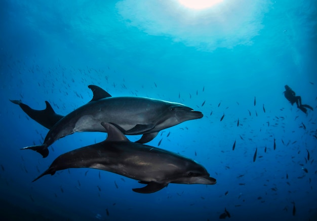 Dolphins swim under water. A school of dolphins swims through a group of divers. Marine life underwater in ocean. Observation animal world. Scuba diving adventure in Red sea, coast Africa