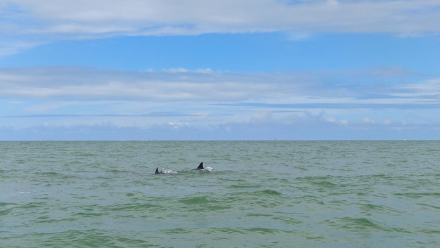 Dolphins swimming in green water against blue cloudy sky